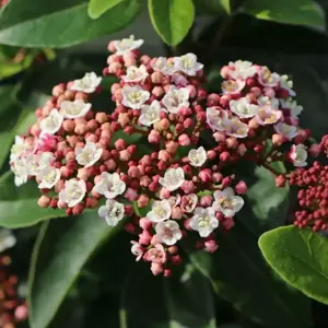 Viburnum 'Lisa Rose'